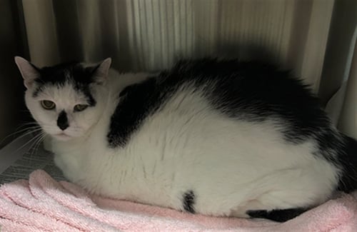 COOKIE - Domestic Short Hair available for adoption