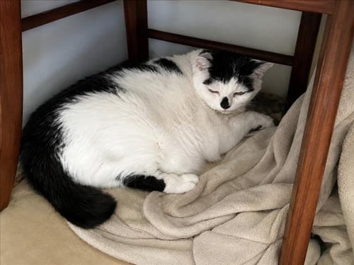 COOKIE - Domestic Short Hair available for adoption
