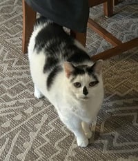 COOKIE - Photo 1