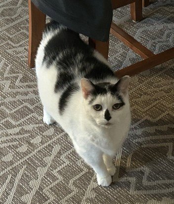 COOKIE - Domestic Short Hair available for adoption