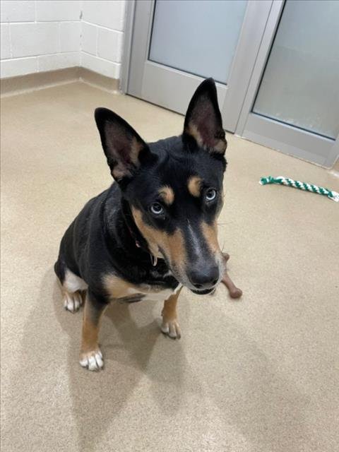 SASHI - Siberian Husky / Bull Terrier available for adoption