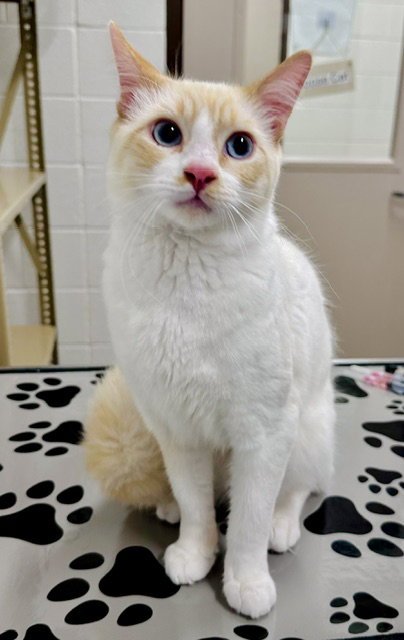 *LEONARDO DICATRIO - Domestic Short Hair available for adoption