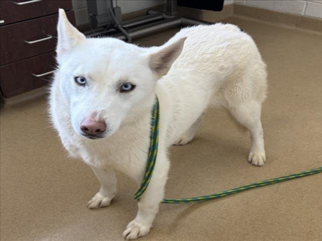ESTRELLA - Husky available for adoption
