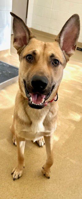 *HAPPY - German Shepherd Dog available for adoption