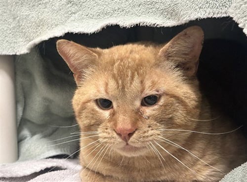 *SUNBURST - Domestic Short Hair available for adoption