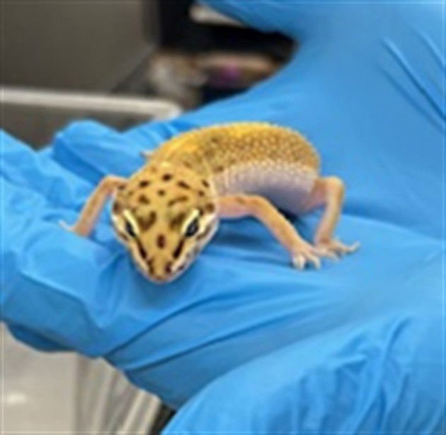 *QUASAR - Lizard available for adoption