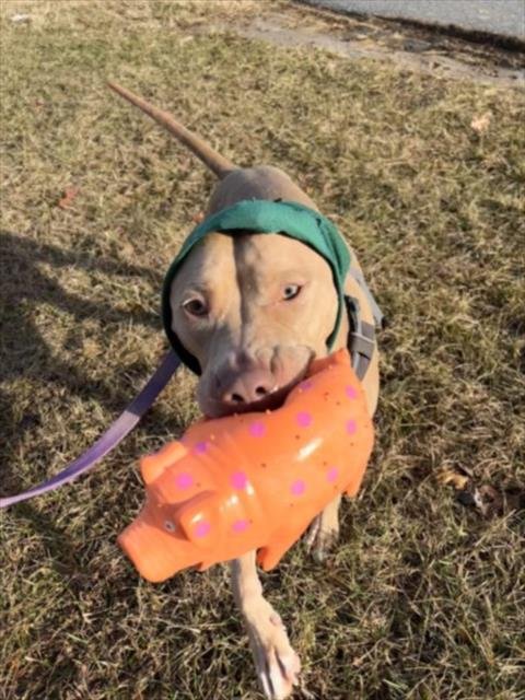 CREME BRULEE - American Pit Bull Terrier available for adoption