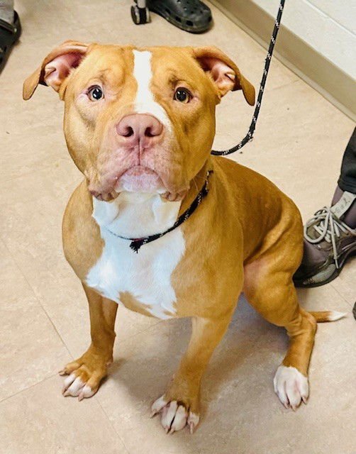 NOVA - American Pit Bull Terrier available for adoption