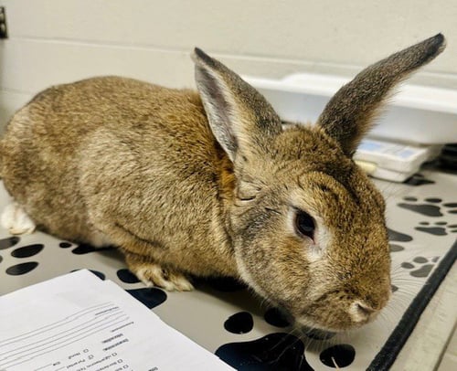 COCOA - Shorthaired Rabbit available for adoption