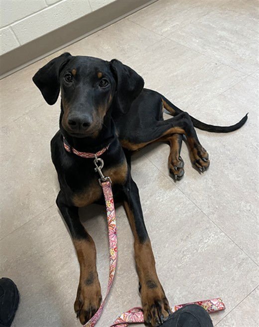 SHAGGY - Doberman Pinscher available for adoption