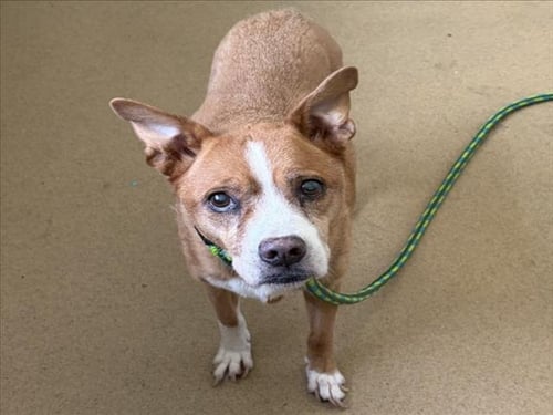MOLLY - American Pit Bull Terrier available for adoption