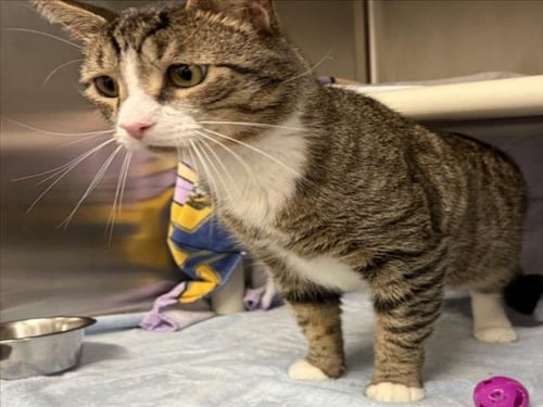 BLINDY - Domestic Short Hair available for adoption