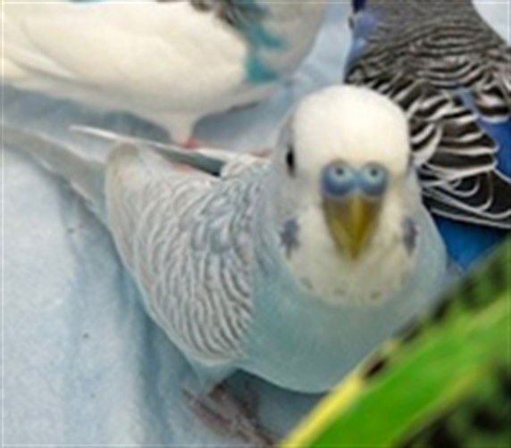 *PARROT-FECT - Parakeet - Other available for adoption