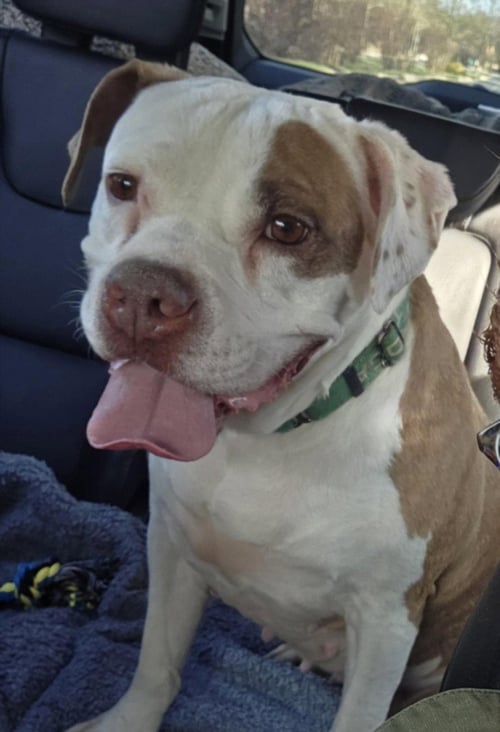*ORDELIA - Boxer available for adoption