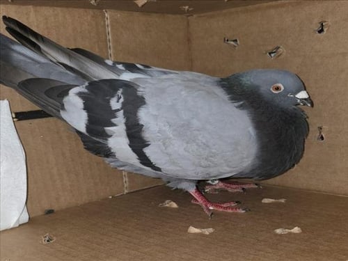 *SWANKIE BLANKIE - Pigeon available for adoption