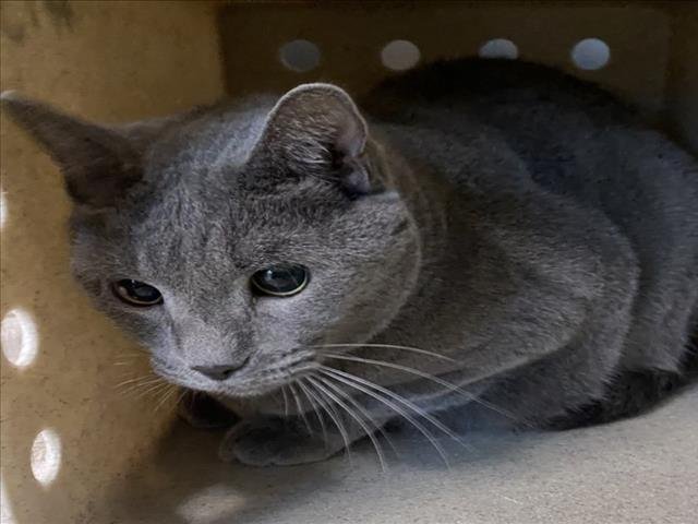 *JOHN - Domestic Short Hair available for adoption