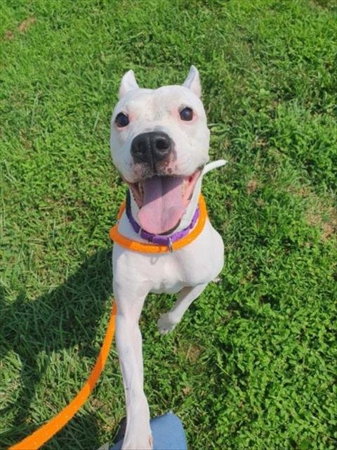 *MAGGIE - Boxer / Staffordshire Bull Terrier available for adoption
