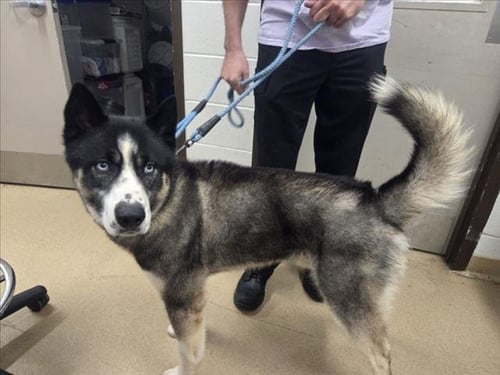 KHAZI - Siberian Husky / Akita available for adoption