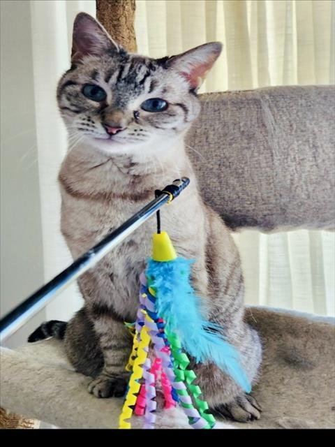 HANNAH - Siamese for adoption in Rockville