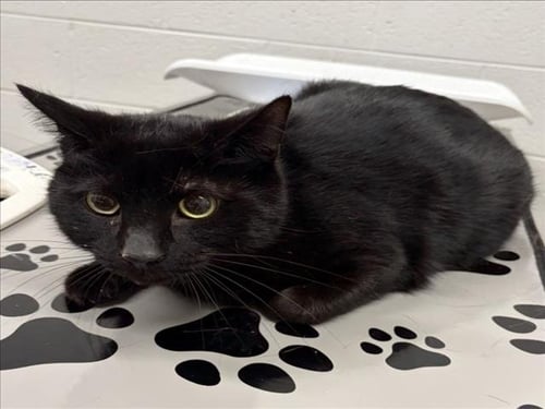 BOYD - Domestic Short Hair available for adoption