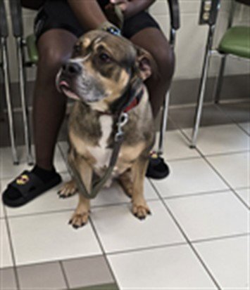 RANGO - Boxer available for adoption