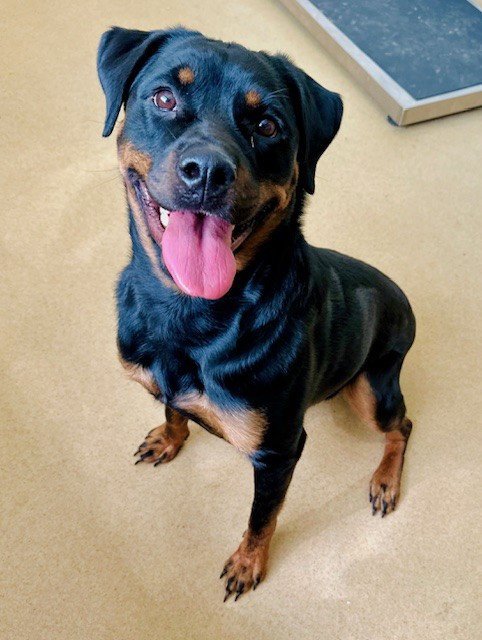 *ROXANNE - Rottweiler available for adoption