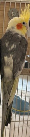*ROLL - Cockatiel available for adoption