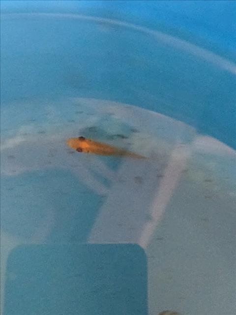 *PILAF - Fish available for adoption