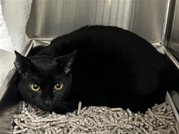 SHRIMP SCAMPI - Domestic Short Hair available for adoption