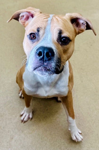 *PISTACHIO - Boxer available for adoption