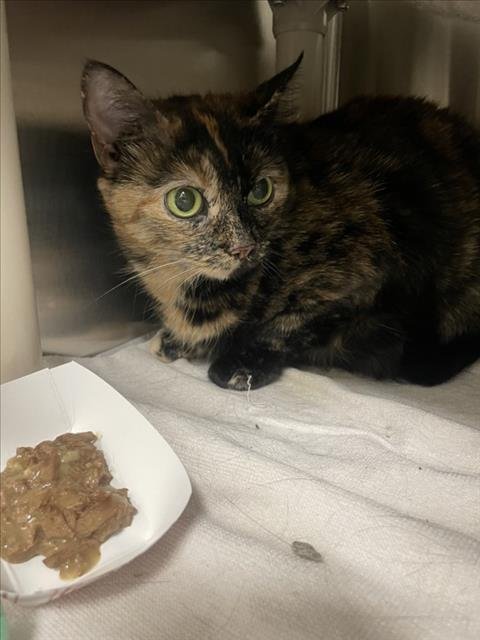 *AMARYLLIS - Domestic Short Hair available for adoption
