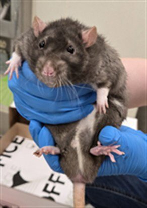 OREO - Rat available for adoption
