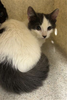 ZIVA - Domestic Short Hair available for adoption