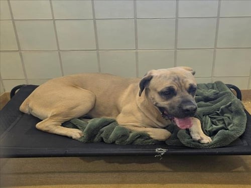 *SHRIMP TACO - Mastiff available for adoption