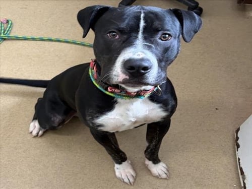 ONYX - American Pit Bull Terrier available for adoption