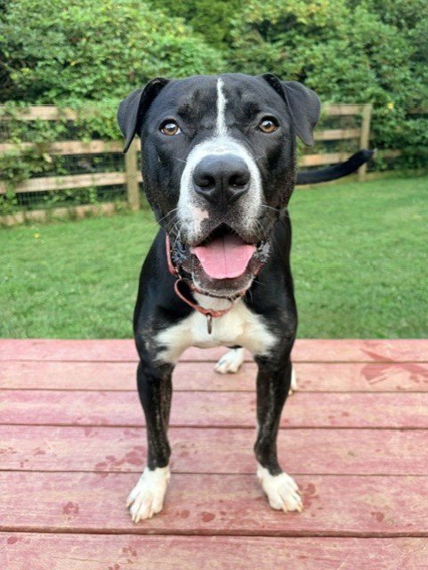 ONYX - American Pit Bull Terrier available for adoption