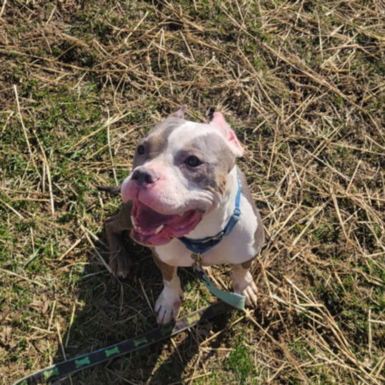 *LIZZIE - American Pit Bull Terrier available for adoption