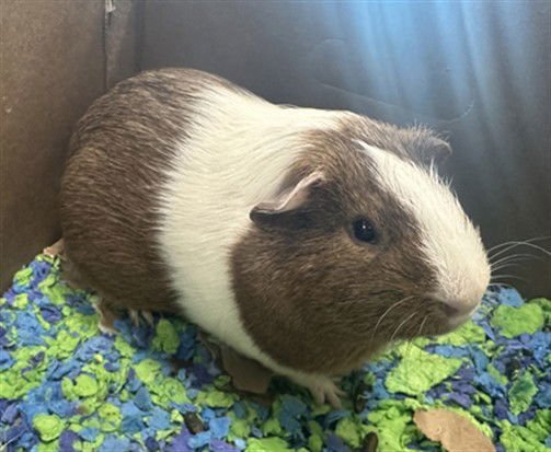 JERRY - Guinea Pig available for adoption