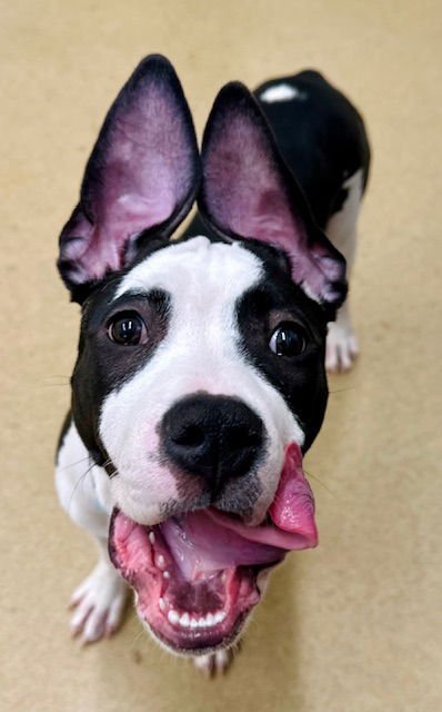 *ZIGGY - American Pit Bull Terrier available for adoption