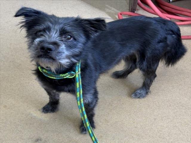 *JACK JACK - Cairn Terrier available for adoption