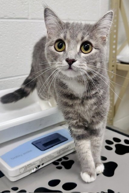 *NIRVANA - Domestic Short Hair available for adoption