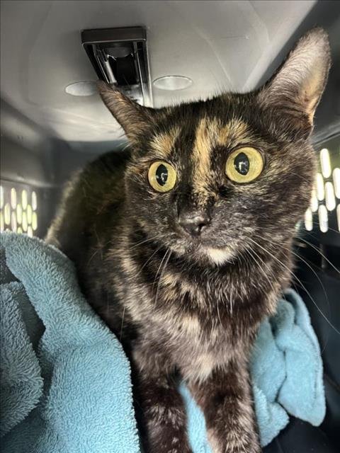 *COLE - Domestic Short Hair available for adoption