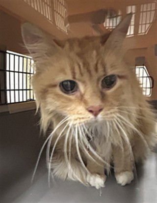 MR FLUFF - Domestic Long Hair available for adoption