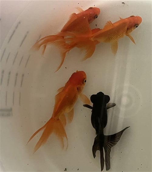 *GOLDFISH 1