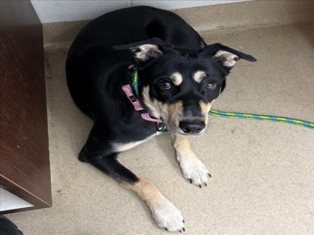 BAMBY - Rottweiler available for adoption