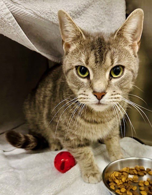 *SANDI - Domestic Short Hair available for adoption