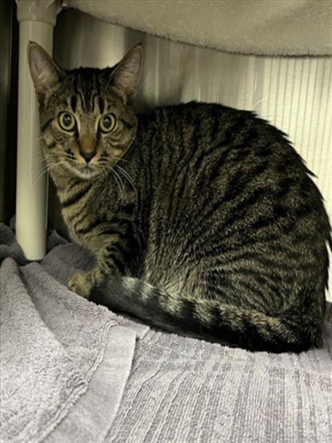 *NYLA - Domestic Short Hair available for adoption