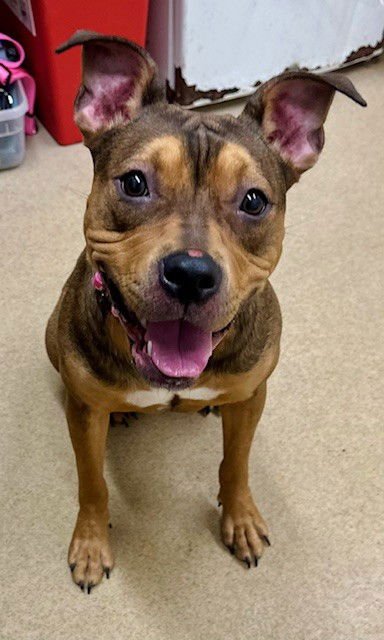 *TAYLOR - Rottweiler / Chinese Shar-Pei available for adoption