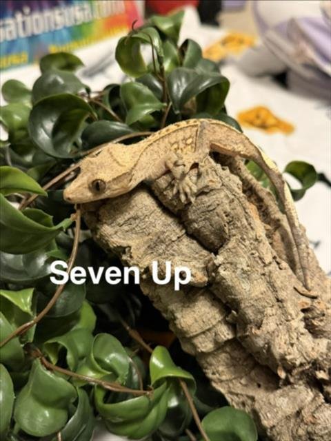 SEVEN-UP Image