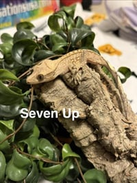 SEVEN-UP - Photo 1